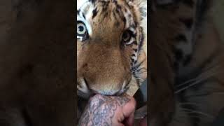 Tiger Leckt Kontra K ab