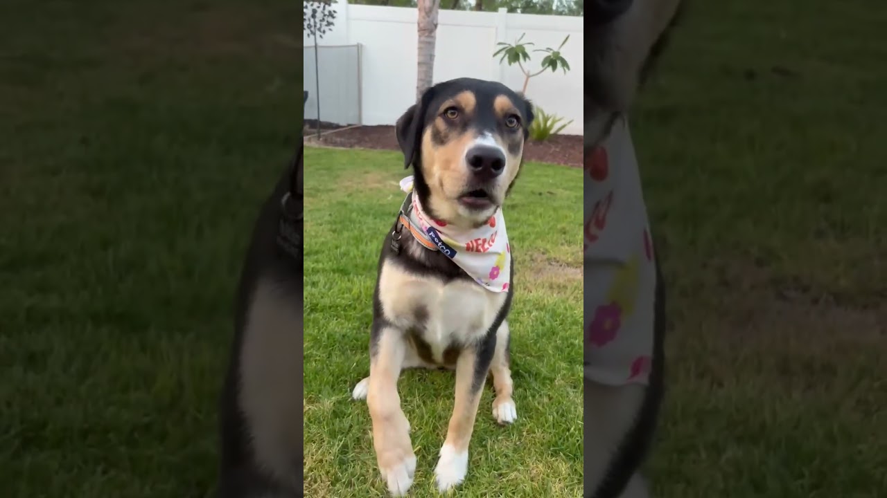 Violet Beauregarde, a ADOPTABLE mixed breed in Murrieta, CA video 3/5