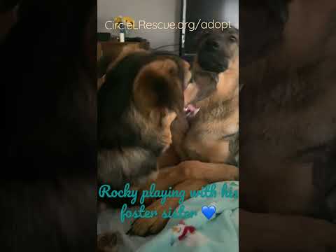 Rocky, an adopted German Shepherd Dog Mix in Salina, OK_image-1