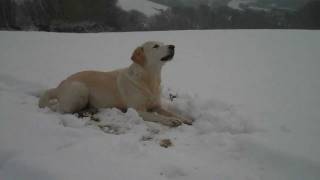 preview picture of video 'Snow dog Meg on Exmoor'