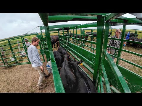 Big 60 pair Pasture through Portable Corral