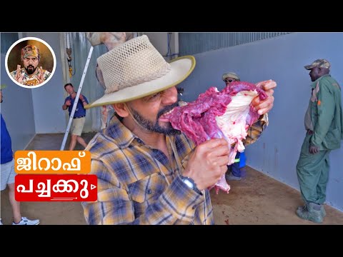 GIRAFFE MEAT/ GIRAFFE EAT RAW/ GIRAFFE PROCESS AFTER HUNT