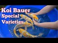 Visiting Koi Bauer A Huge Selection Of Special Varieties Presented In Detail