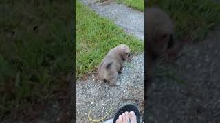 Video preview image #2 Chow Chow Puppy For Sale in LAKELAND, FL, USA