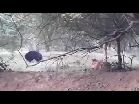 Tiger hidely attack to beer | Ranthambore sighting | ranthambhore wildlife attack
