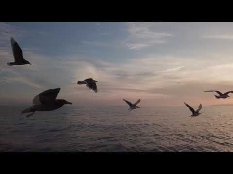 笹川流れ　サンセットクルーズ（新潟県村上市）Sasagawa Nagare Sunset Cruise MurakamiCity, Niigata Pref Japan