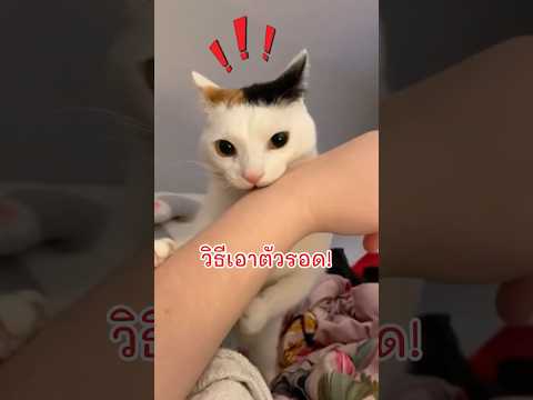 How To ง้อเจ้านายยังไง ไม่ให้โดนยันหน้า! 🐈