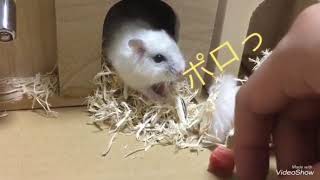 ねむるの日常 ご飯食べるw