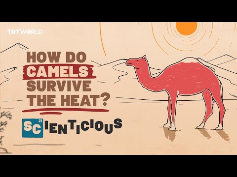 How do camels stay cool? | Scienticious - Episode 8