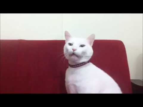 Cat sneezing consecutively - YouTube