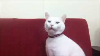 Cat sneezing consecutively