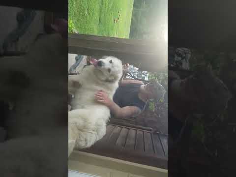 Great Pyrenees at play