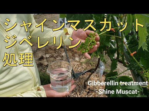 ジベリンについて詳しく解説