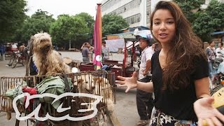 [問卦] 廣西玉林狗肉節又要到了  怎辦?