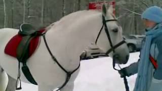 preview picture of video 'Лошади в жизни Академгородка Horses in the life of Akademgorodok'