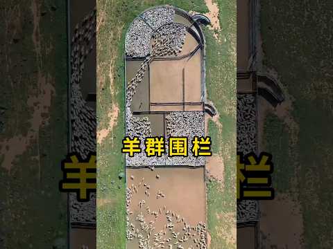 聪明的牧羊人是如何分离羊群的！