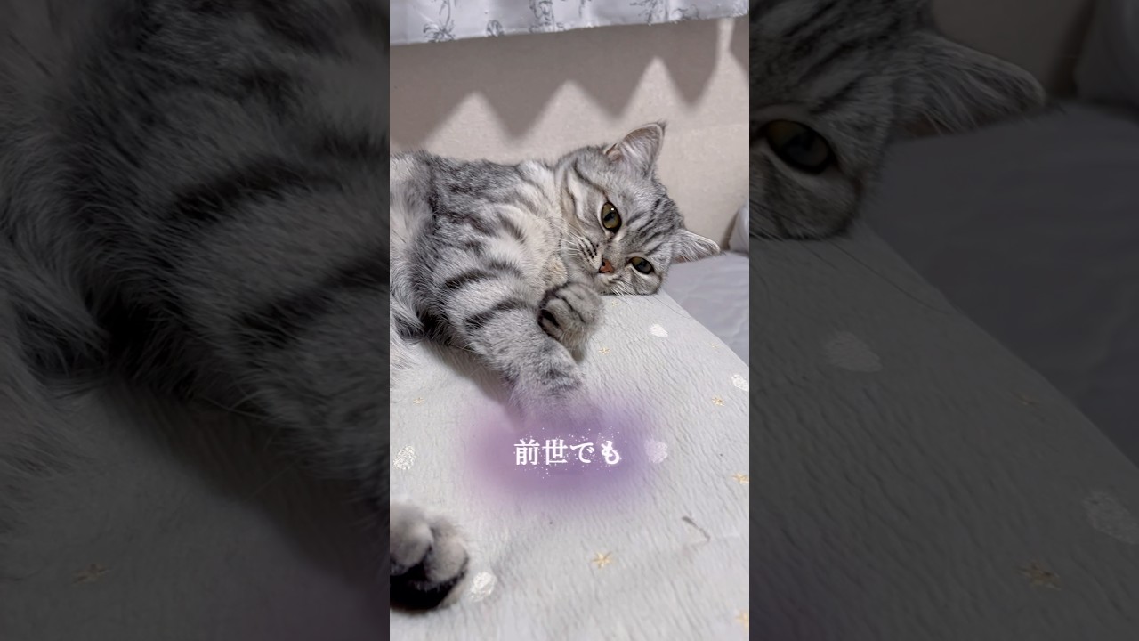 るなに四六時中夢中なのです…🩵 #猫のいる暮らし #猫 #子猫 #ねこ #cat #kitten