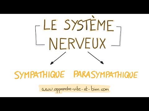 NEUROSCIENCE IN DRAWINGS: Sympathetic and Parasympathetic Nervous Systems