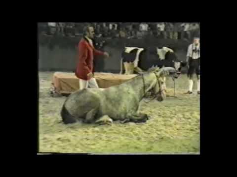 Hocheggers Glockennummer Neumünster 1990