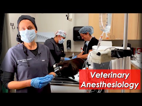 How Anesthesia for Veterinary Surgery on a Dog is Performed