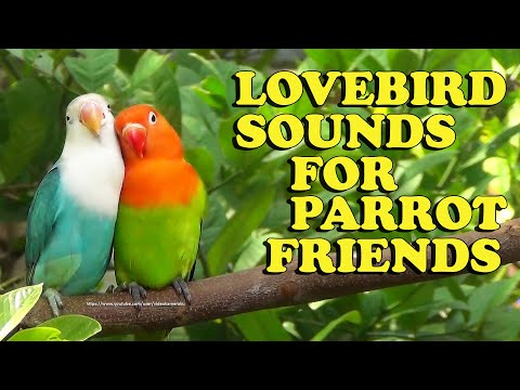 Lovebirds Chirping Sounds - Sky Blue Opaline and Green Opaline