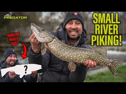 RICH WILBY GOES SMALL RIVER PIKE FISHING WITH DEADBAITS