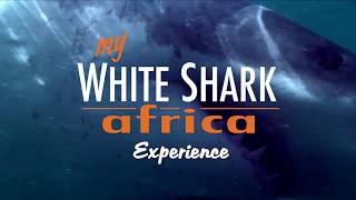 Up close & personal with great white sharks in Mossel Bay, South Africa