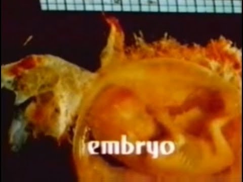 afbeelding Embryo (1976) [Science Fiction] [Horror]