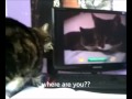 Cat Hissing At Cats On Screen