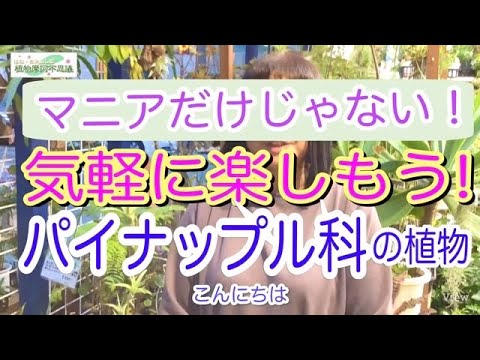 ドラキュラ シミア蘭: この崇高な植物について知っておくべきことすべて!  庭園