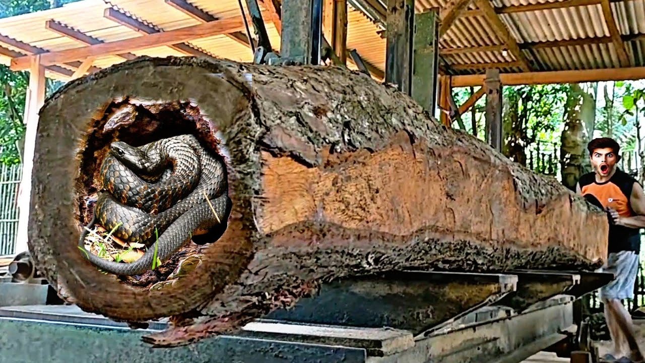 thoroughly dissecting redwood at the sawmill