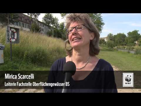 Gute Reise, kleiner Lachs!