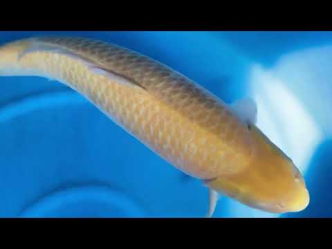 JKS 501 HQ Yonsai Karashigoi 72 cm