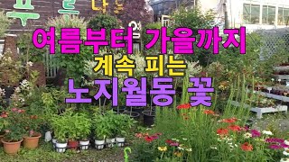 여름부터 가을까지 계속피는 노지월동 꽃 (전국 택배가능합니다)
