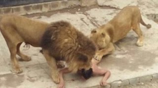 [NEW] Man Jumps In The Lion's Enclosure. Watch What Happens
