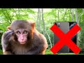 IF MONKEY COULD TALK #voiceover