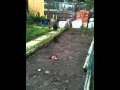 Mink killed 11 chicks