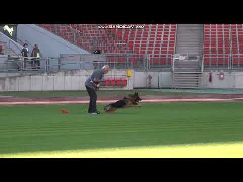 1134 Tigo vom Kleinen Holzweg - TSB BSZS-2023