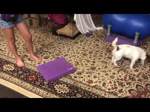 Daisy and Rayelle 9 AKC Novice Tricks