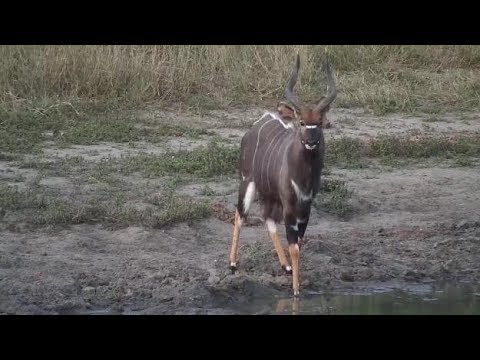 Djuma:  Nyala bull - 17:50 - 04/17/19