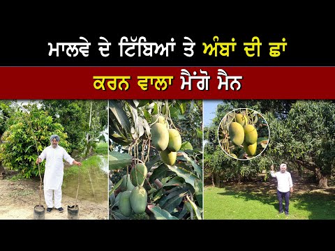 ਮਿਲੋ ਬਠਿੰਡੇ ਦੇ ਮੈਂਗੋ ਮੈਨ ਨੂੰ