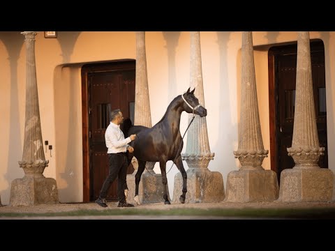 RH TRIANA - (ROL Intencyty x Sylviah WLF), 2010 Mare