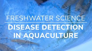 Freshwater Science Teaser: Fungal-Like Disease Detection in Aquaculture Operations