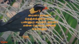 Download lagu ​மைனா மைனா - Myna Myna Song with lyrics mp3