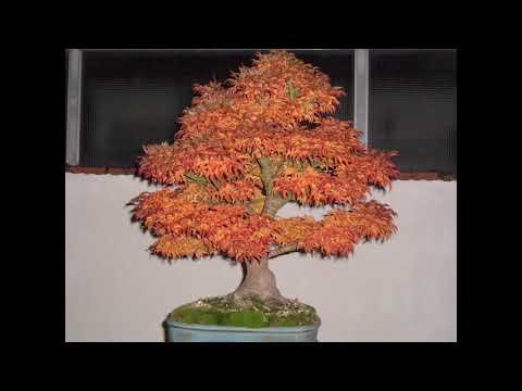 The Trophy 2021 - Tree evolution: Acer palmatum 'Shishigashira' from Wilfried Nieswandt