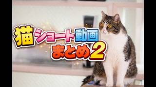 ねこショート動画まとめ②#cat #animals
