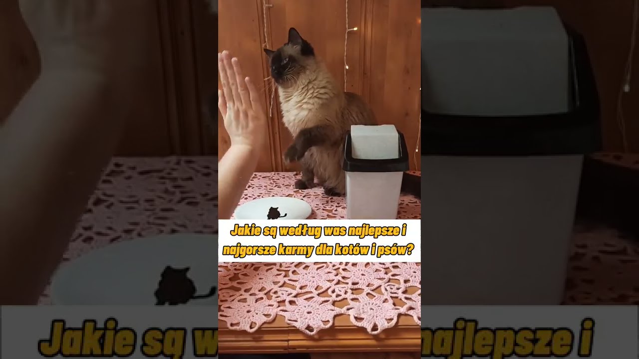 Musisz to zobaczyć , recenzja jednej z najgorszych karm dla kotów