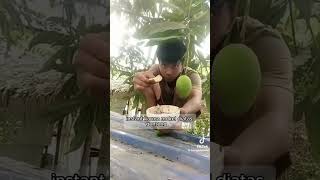 Download lagu AKIBAT MOKEL DISIANG HARI || ANAK INI JATUH DARI ATAS GENTENG SAAT MAKAN MANGGA mp3
