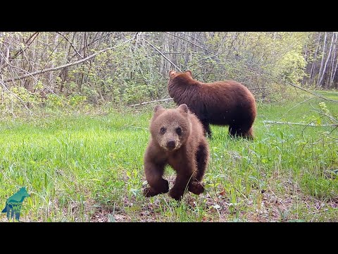 Feisty Bear Cub Destroys a Trail Camera