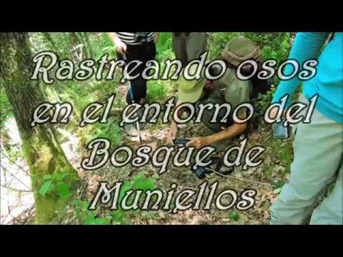 "Rastreando osos en el entorno del bosque de Muniellos" Nueva experiencia de Ecoturismo en Asturias